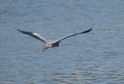 Blauwe Reiger - Laurens Van Merris