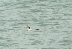 Long-tailed duck galore!
